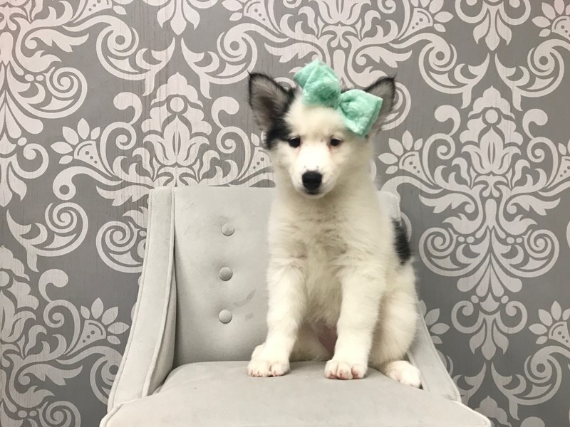 piebald husky puppy