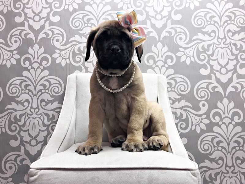 English Mastiff-Female-Fawn-1989647-Furry Babies