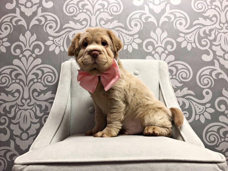 Fuzzy Walrus-DOG-Male-Buff-1989666-Furry Babies