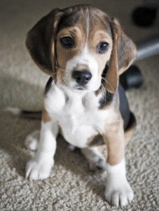 beagle puppies