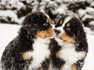 bernese mountain dog