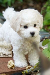 bichon frise puppies