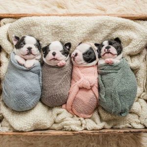 boston terrier puppies