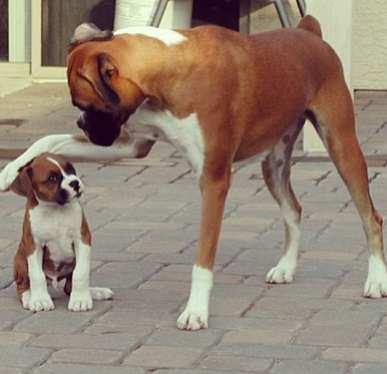 baby boxer puppies