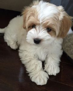 cavachon puppies