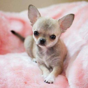 chihuahua puppies