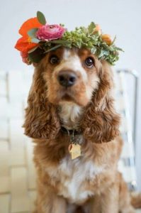 cocker spaniel puppies