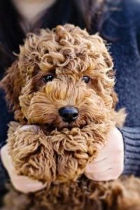 labradoodle puppies