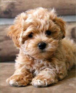 maltipoo puppy