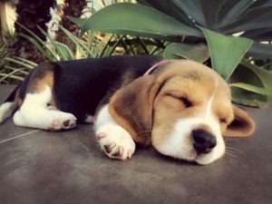 beagle puppies