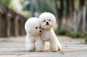 bichon puppies for sale