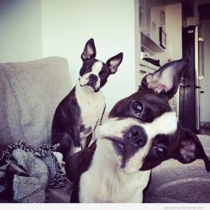 boston terrier puppy