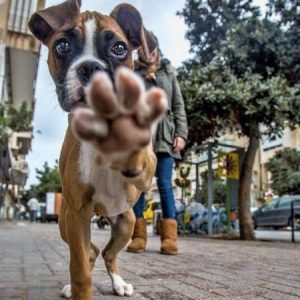 boxer puppy