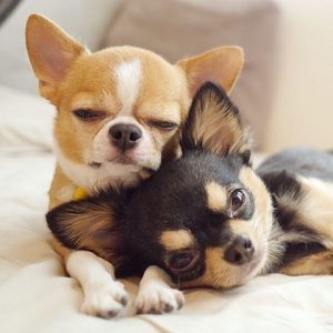 chihuahua puppies