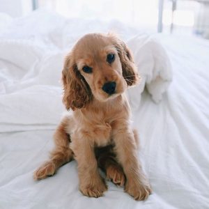 cocker spaniel puppies