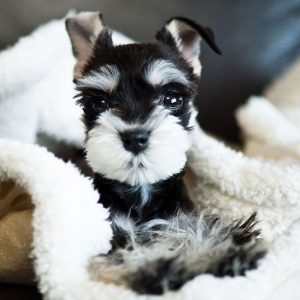 mini schnauzer puppies