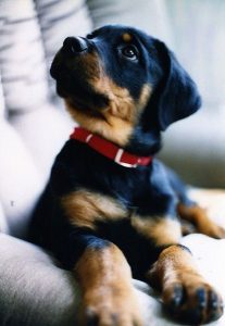 rottweiler puppies