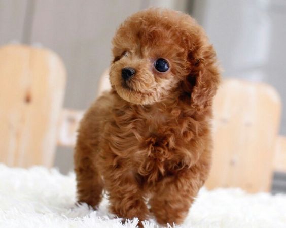 baby poodle