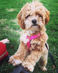 shihpoo puppies