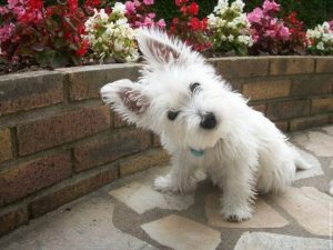 westie puppies