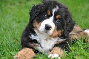 Bernese Mountain Dog