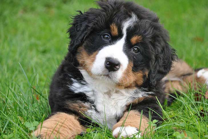7 Fun Facts About The Bernese Mountain Dog Furry Babies