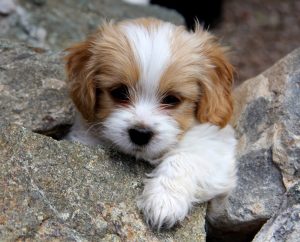 Cavachon puppies