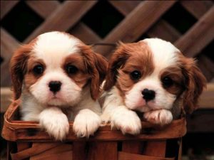 Cavalier King Charles puppies