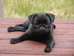 Pug puppies