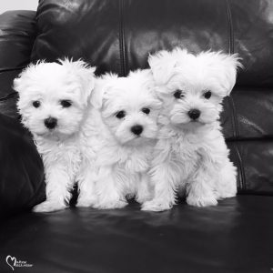 maltese puppies