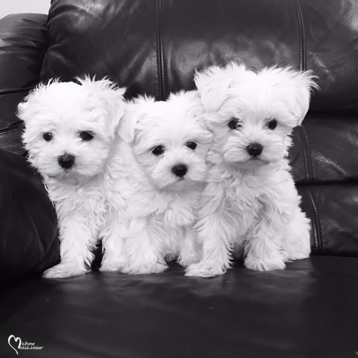 77+ Maltese Puppies