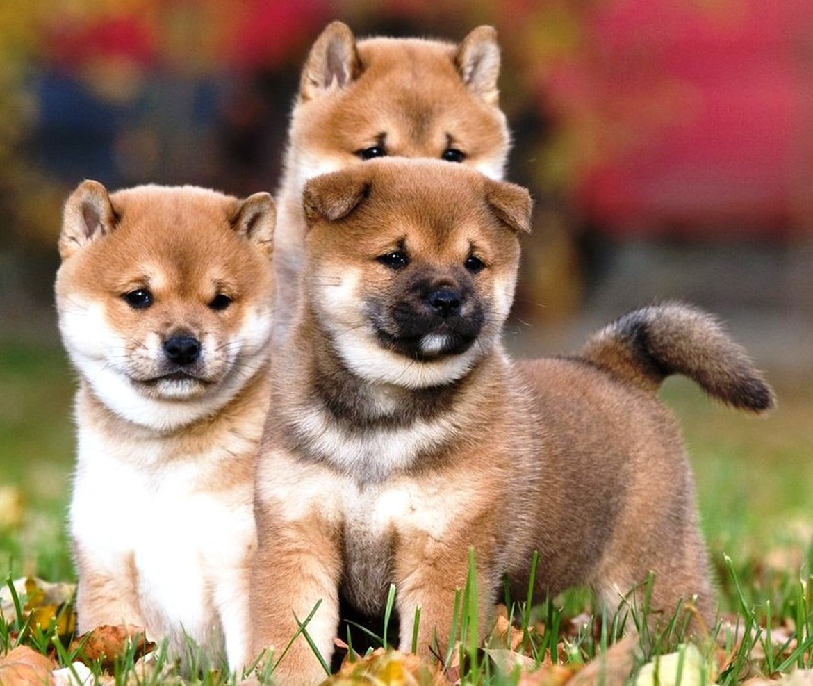 shiba inu puppies near me