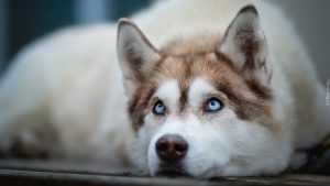 Siberian husky