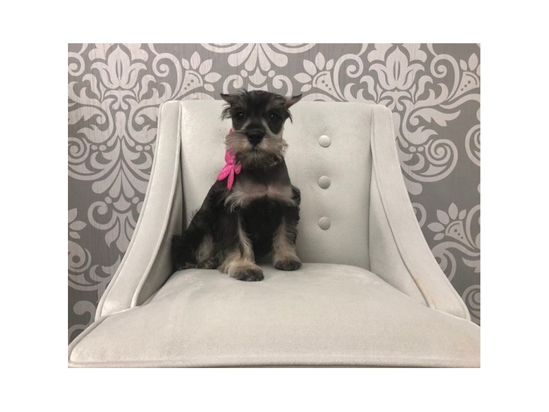 salt and pepper schnauzer stuffed animal