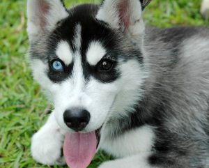 Husky puppies