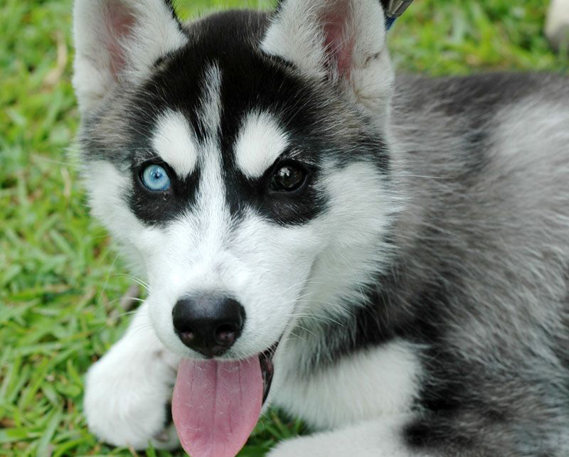 Hear About These 21 Husky Puppy Facts | Furry Babies