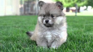 Pomsky puppies