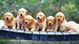 cute puppies for sale