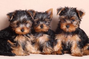 yorkie puppies