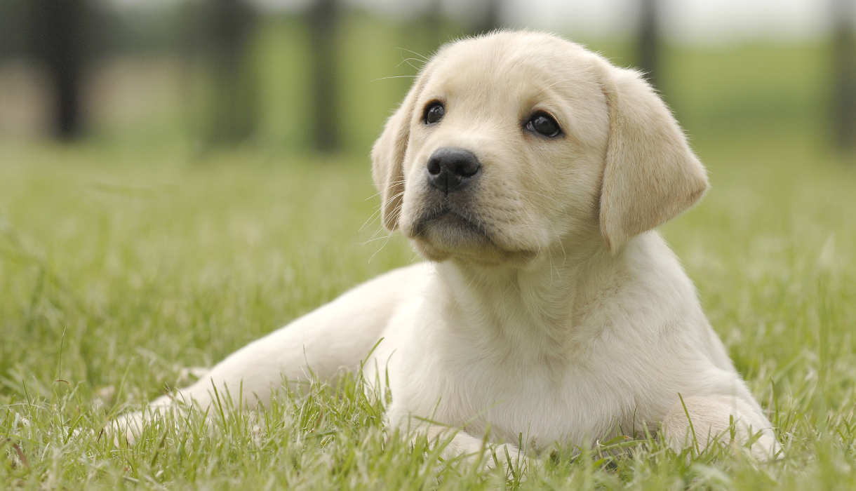 7 Facts about the Labrador Retriever Puppy - LabraDor Retriever