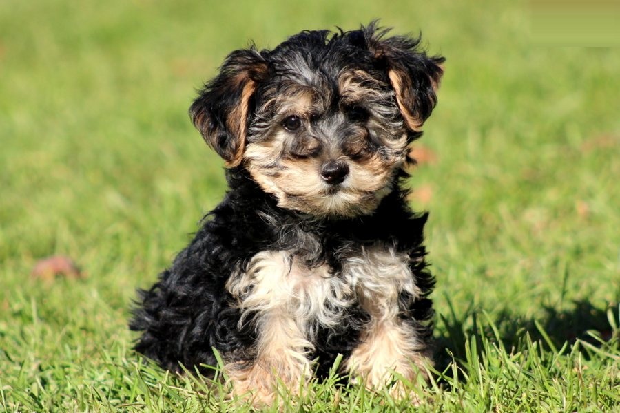 yorkipoo puppy