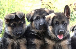 German Shepherd Puppy 11 Facts And Tips Furry Babies