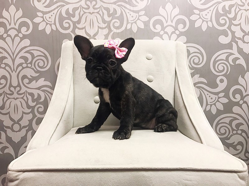 French BulldogDOGFemaleBlack & Brindle2097030Furry Babies