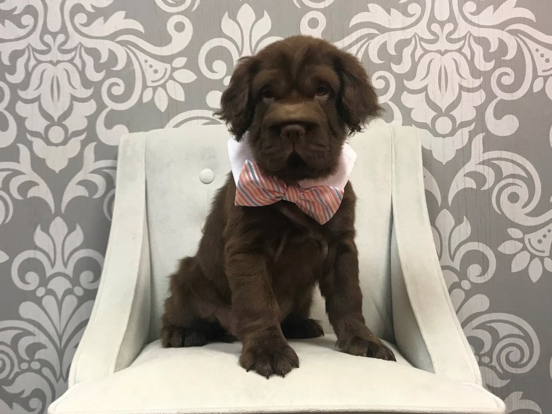 Fuzzy Walrus-DOG-Male-Chocolate-2113963-Furry Babies