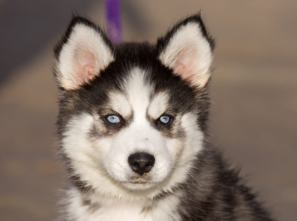 all about husky puppies