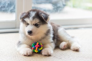 facts about siberian husky