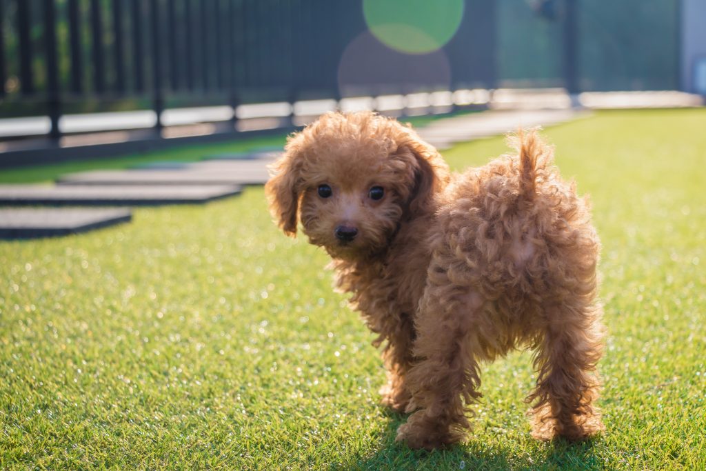 Three Facts about our Lovable Poodle Puppies - Furry Babies