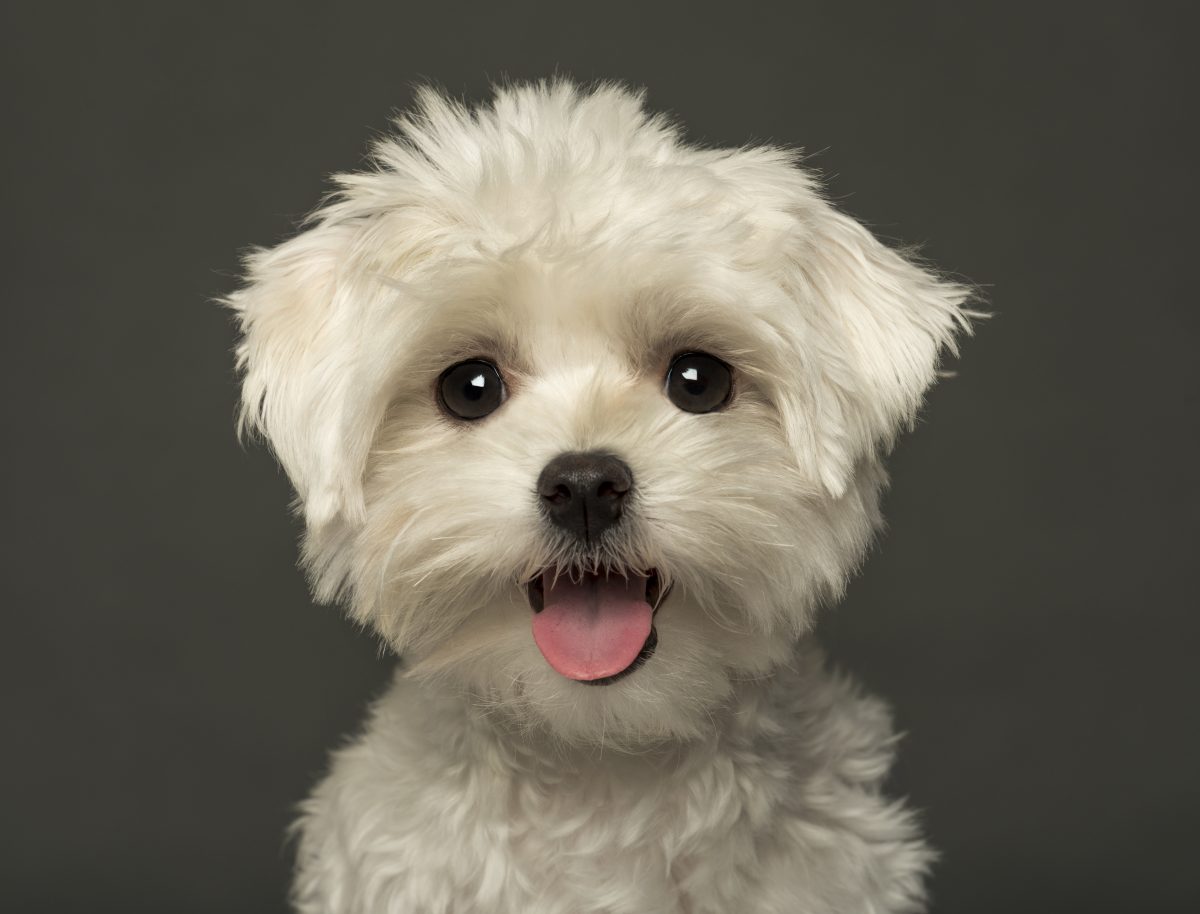 Five Hypoallergenic Puppies that are 