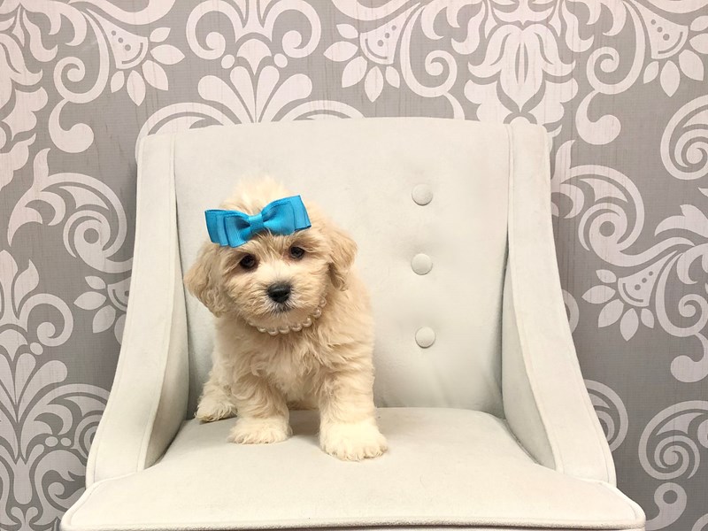 teddy bear dog gifts