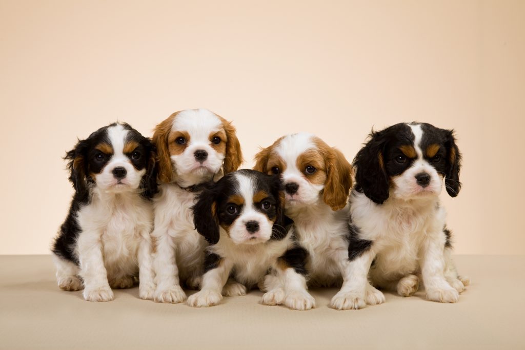 Fun facts about cavalier king charles puppies furry babies